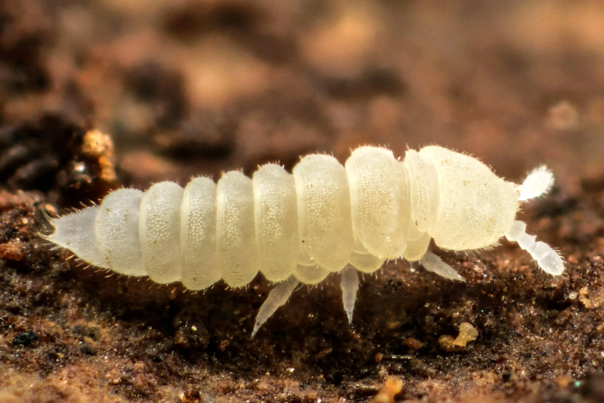 Обложка © Wikipedia / Andy Murray. Extreme Kalaphorura burmeisteri (9764122365)