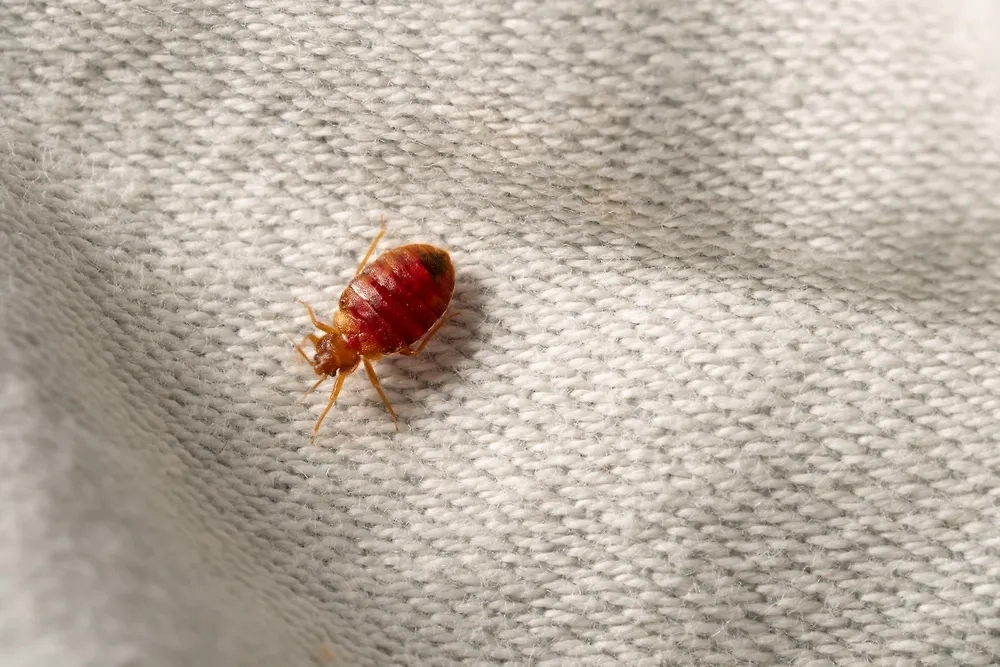 Обложка © Shutterstock / FOTODOM / Antidote Nuisibles