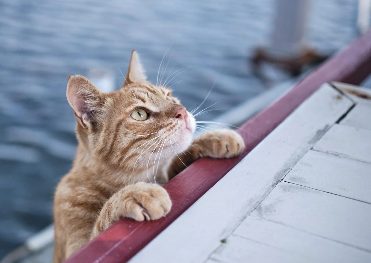 Обложка © freepik / wirestock