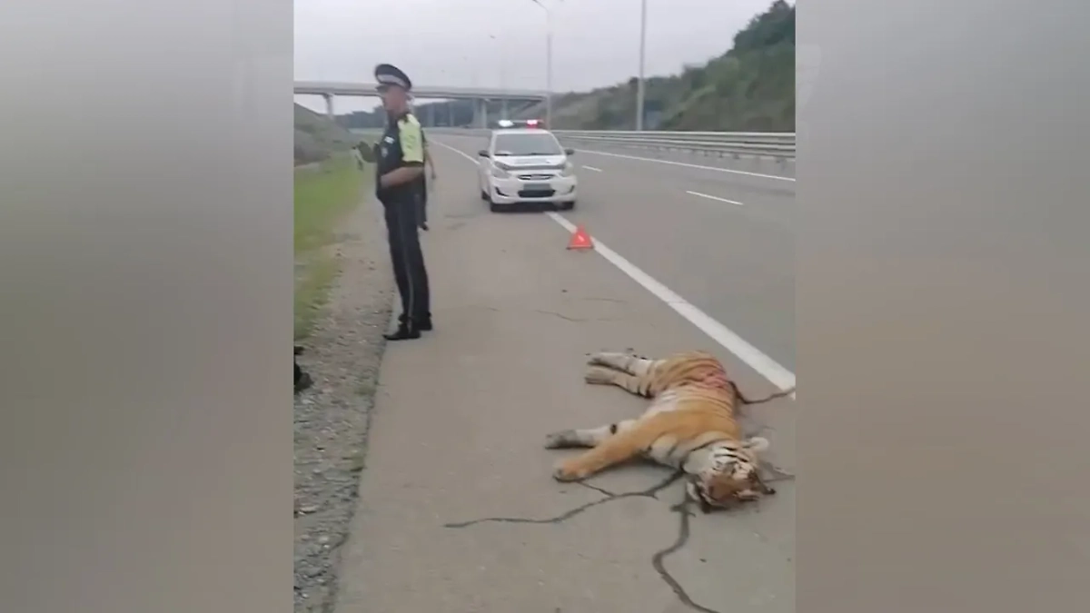 Тигра сбили на трассе в Приморье. Видео © Telegram / NEWS.VL | Владивосток и Приморье