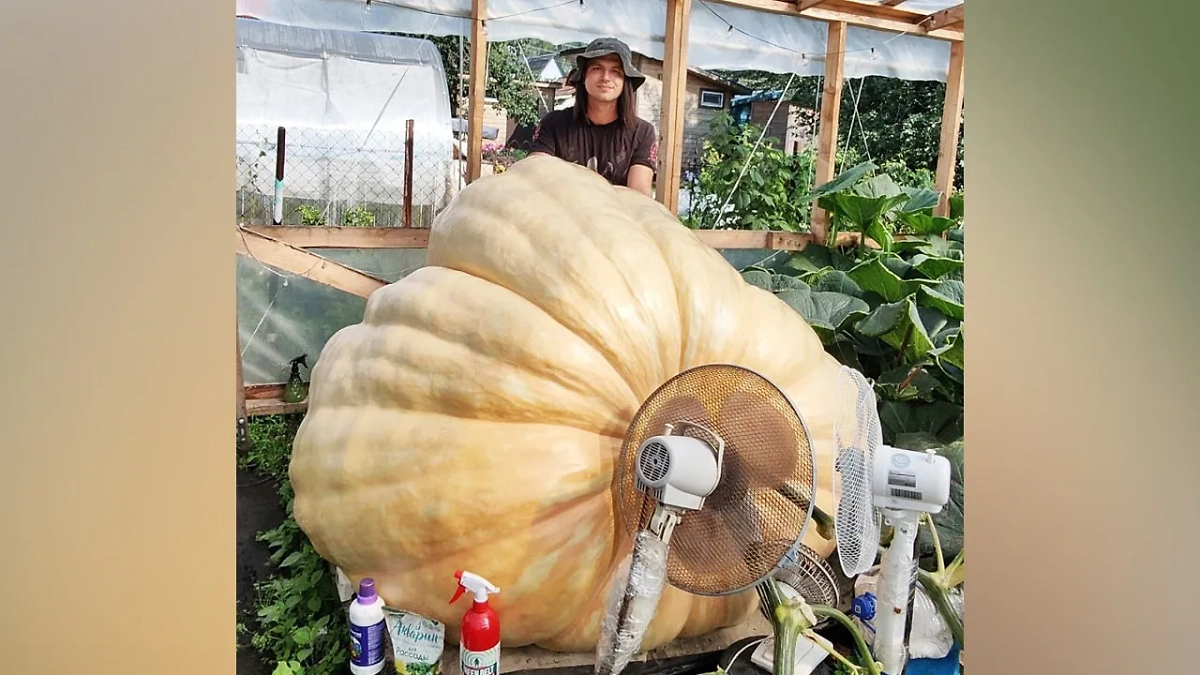 Александр Чусов вместе с тыквой. Обложка © VK/Extreme Grower