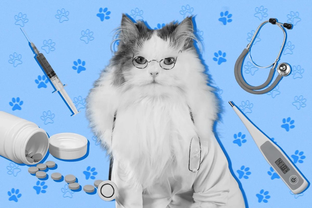 Кошки болеют теми же болезнями, что и мы. Только не могут нас ими заражать — в большинстве случаев. Коллаж © Life.ru. Обложка © Shutterstock / FOTODOM / kuban_girl, © Freepik / starline