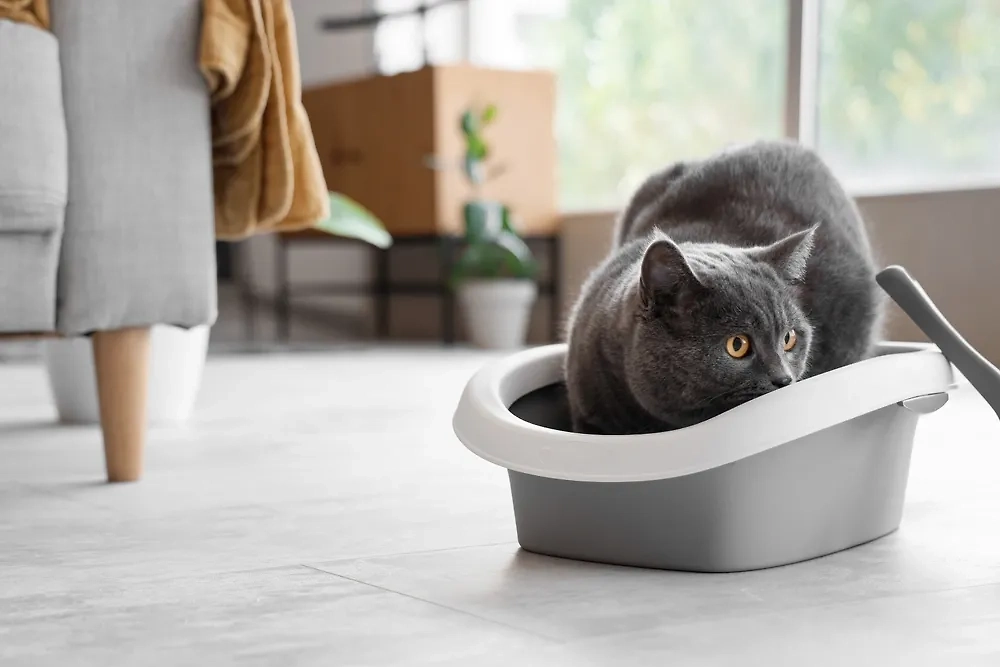 Мочекаменная болезнь тоже бывает у кошек. Она бывает у всех млекопитающих и не только. Фото © Shutterstock / FOTODOM / Pixel-Shot