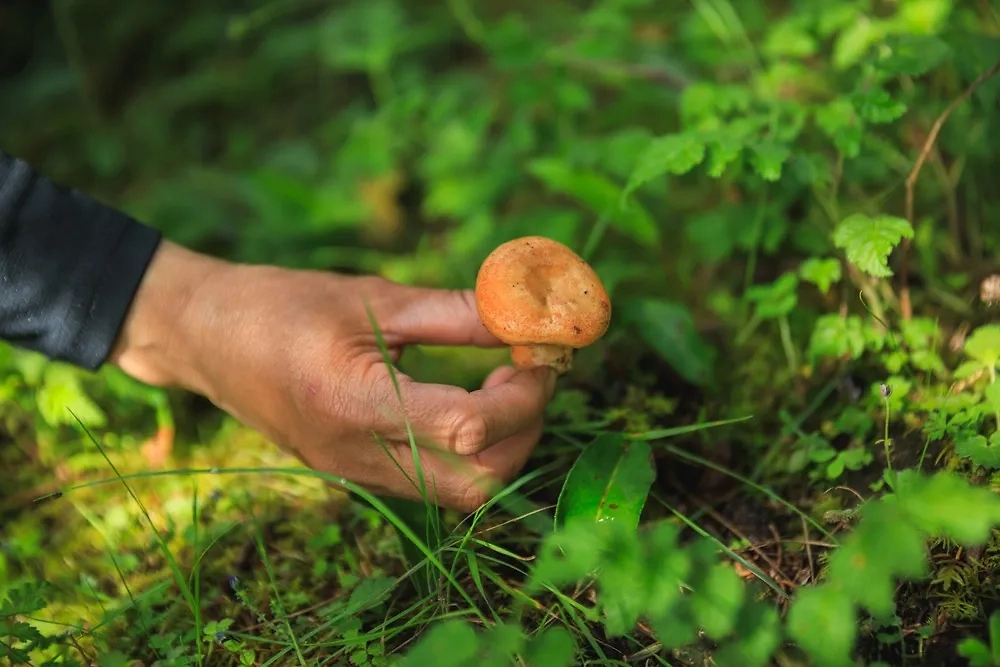 Обложка © Shutterstock / FOTODOM / lzf