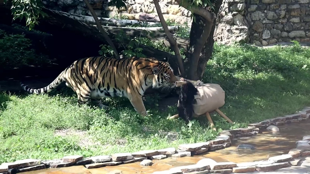 Тигр Степан. Обложка © Telegram/ Московский зоопарк