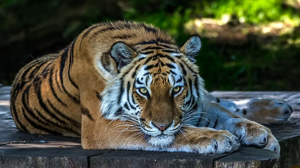 Обложка © Shutterstock / FOTODOM / John J Brown