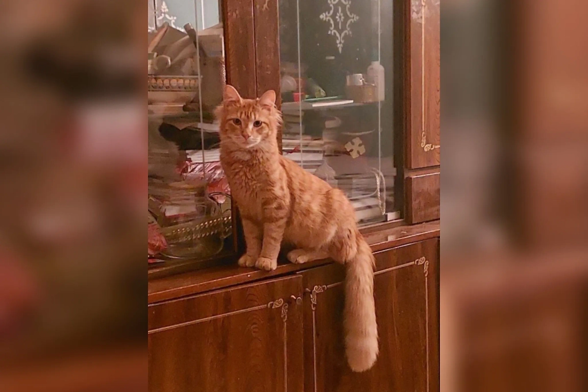 «Самый православный котик России» Урсик. Фото предоставлено Life.ru отцом Филаретом