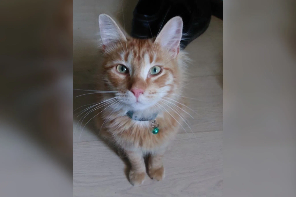 «Самый православный котик России» Урсик. Фото предоставлено Life.ru отцом Филаретом