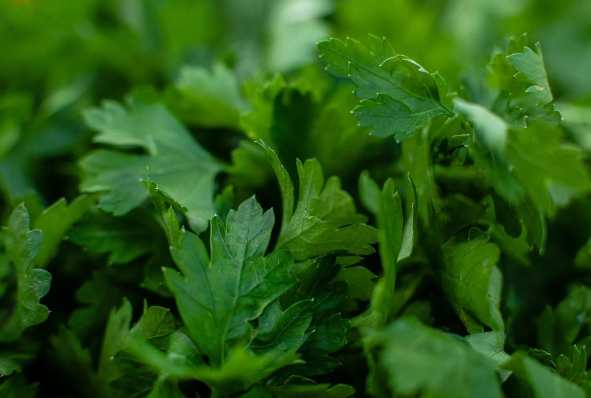 Обложка © freepik / user15285612