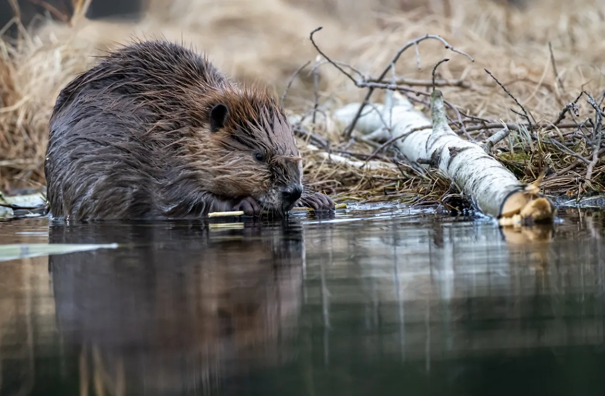 Обложка © Shutterstock / FOTODOM / Dan-Pepper