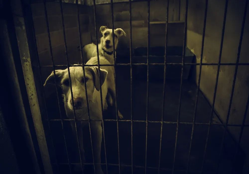 Обложка © Shutterstock / FOTODOM / Celiafoto