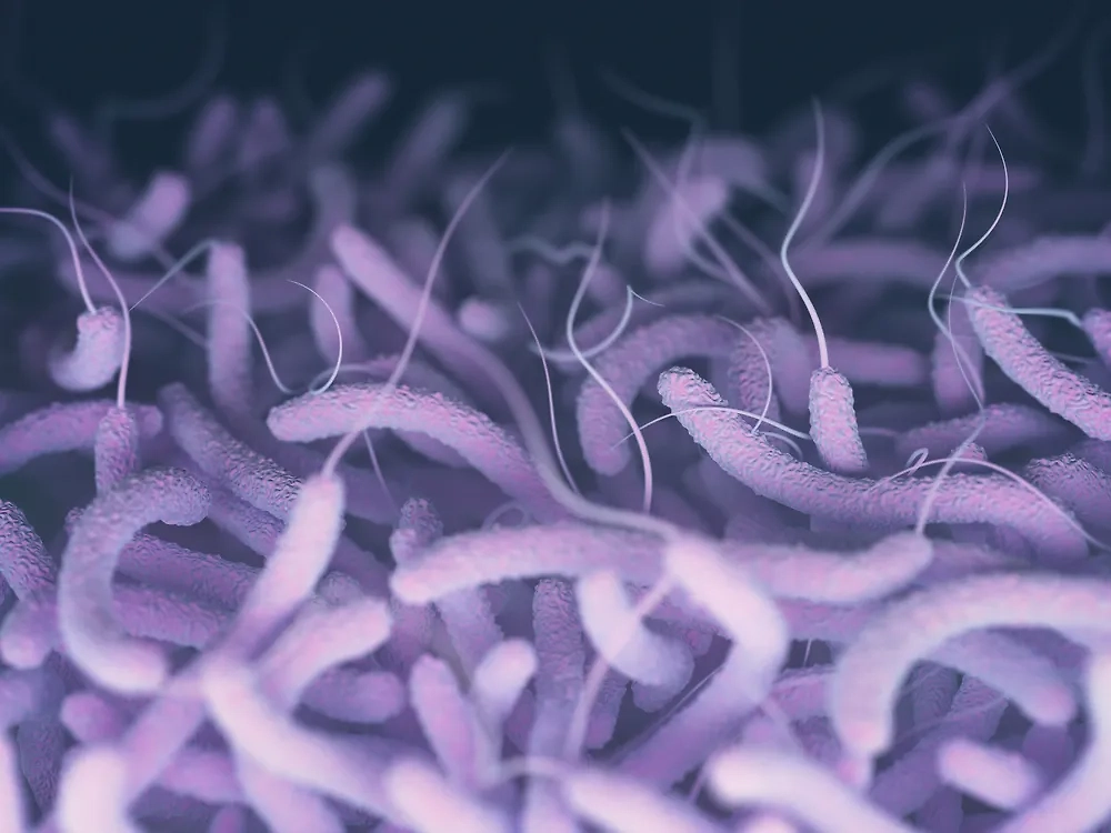 Vibrio cholerae. Обложка © Shutterstock / FOTODOM / ktsdesign