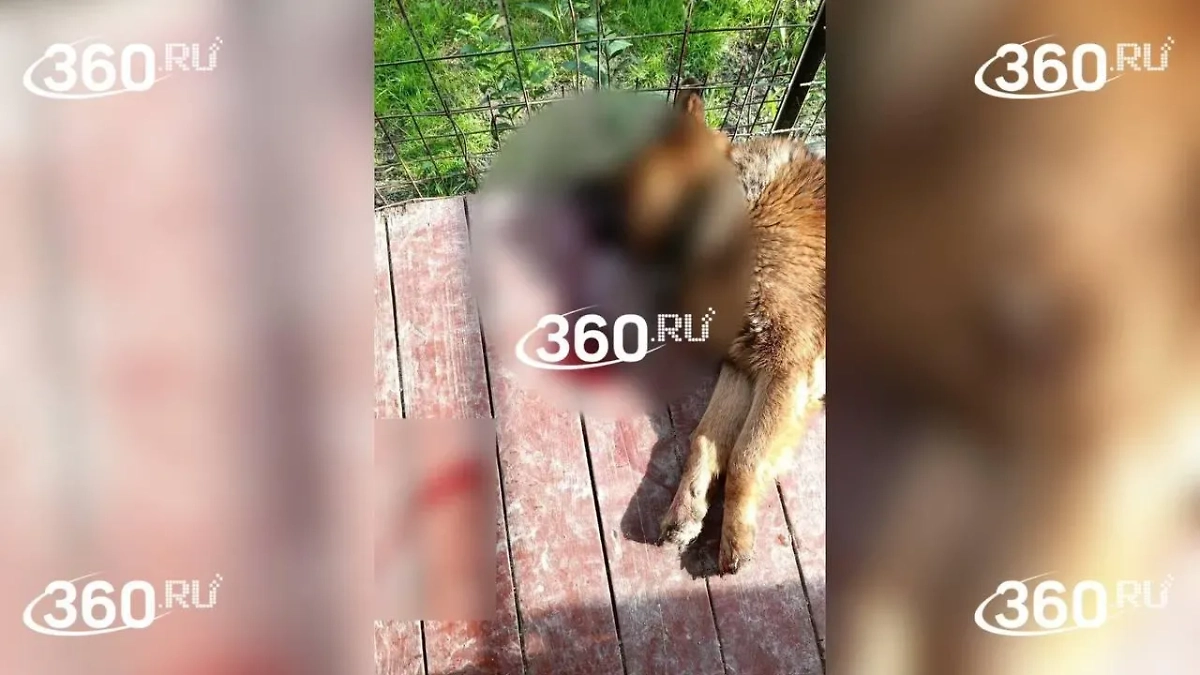 Убитая собака. Фото © 360.ru