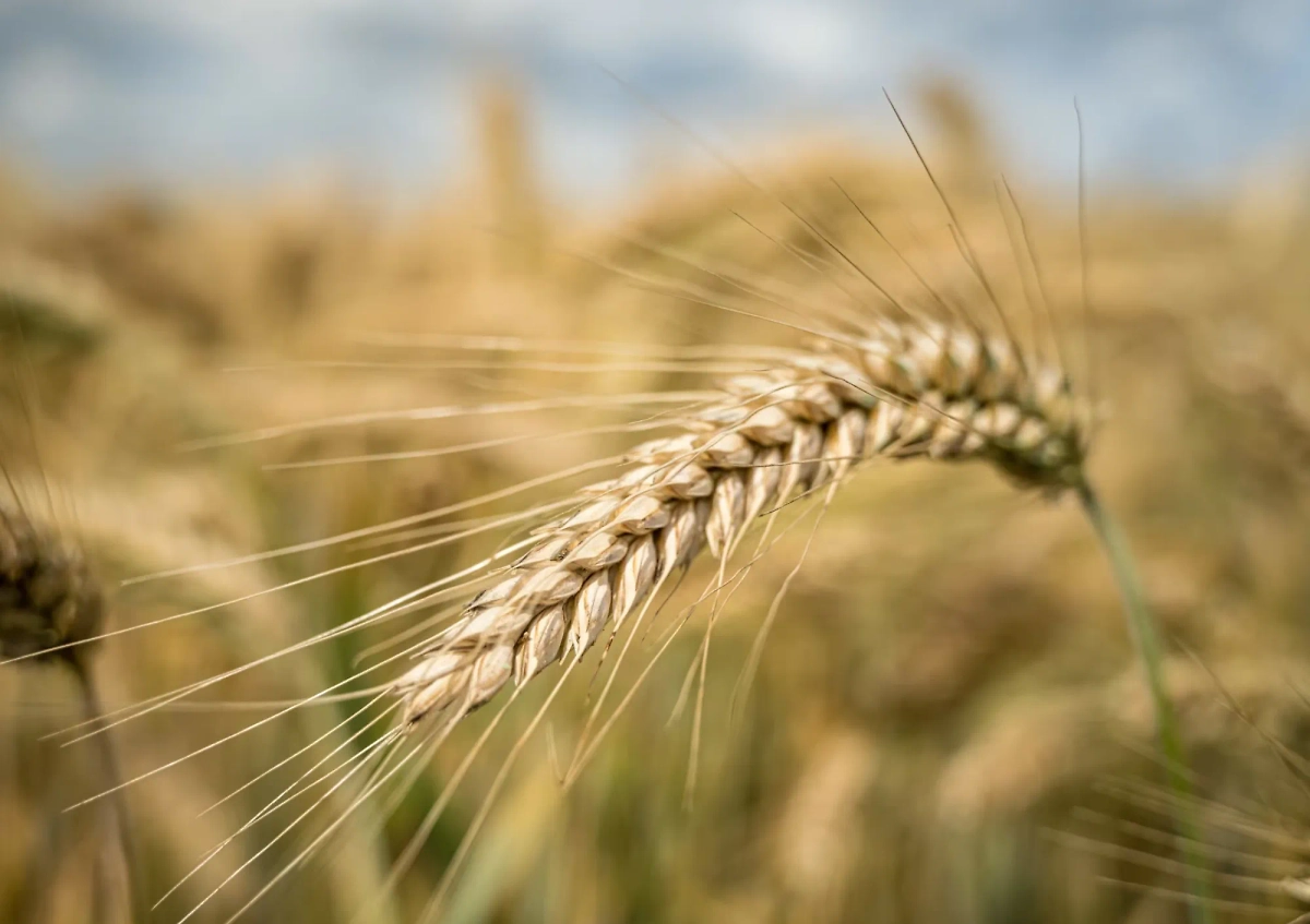 Обложка © freepik / wirestock