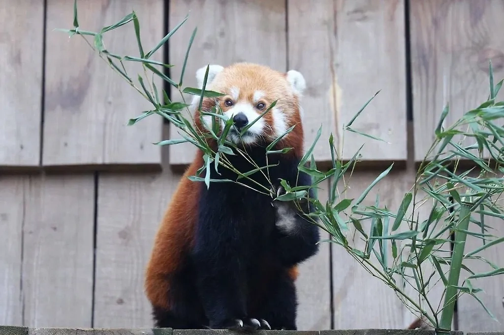 Красная панда Рыжик. Обложка © Telegram / Московский зоопарк