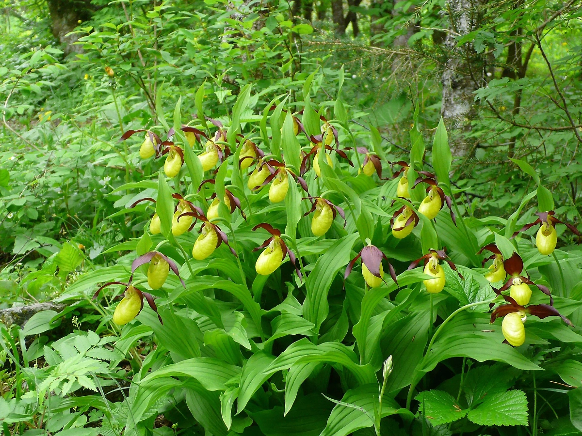 Орхидея венерин башмачок настоящий. Фото © Wikipedia / Manuguf