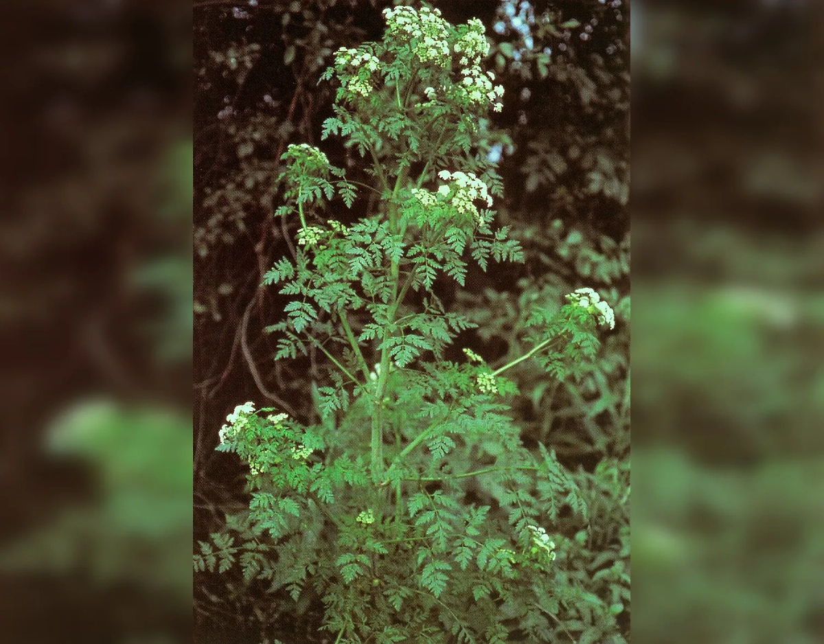 Болиголов пятнистый в цветущем виде. Фото © Wikipedia