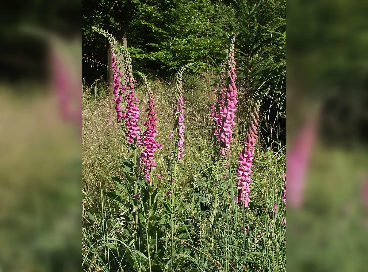 Наперстянка пурпурная. Фото © Wikipedia / Bernd Haynold