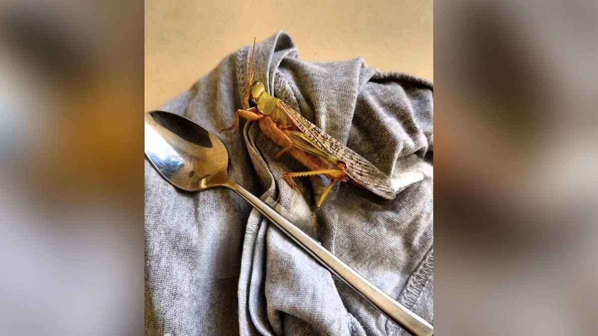 Саранча в Запорожье. Обложка © УНИАН