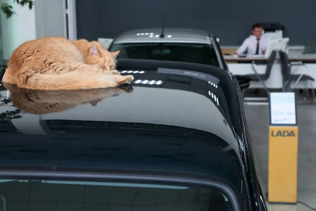 Обложка © Алексей Булкин/NEWS.ru/ТАСС