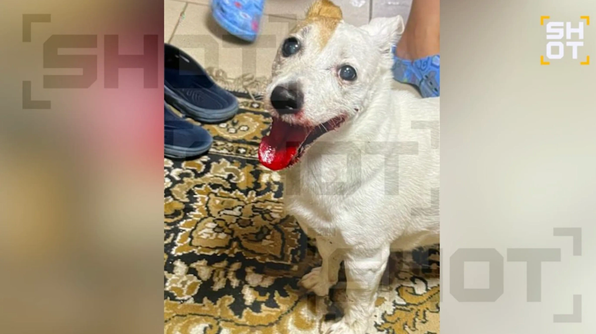 Собака, которая пострадала в бою с выдрой. Фото © SHOT