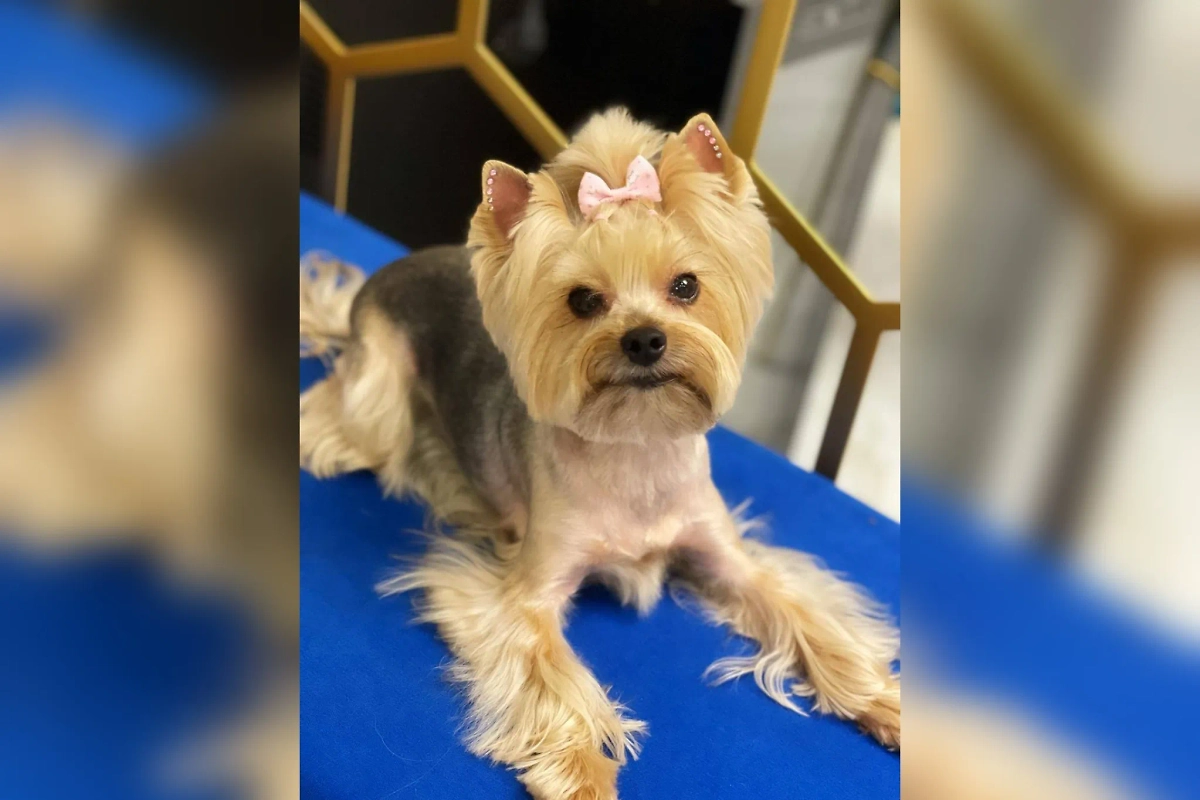 Не стало собаки Ольги Бузовой. Фото © Telegram / Бузова