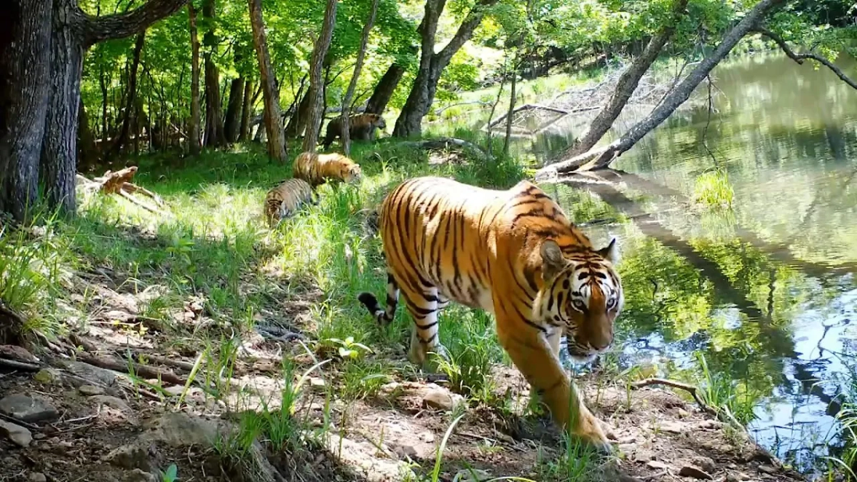 В нацпарке «Земля леопарда» сняли амурскую тигрицу с тремя детенышами. Обложка © Teelgram / «Земля леопарда» — дирекция заповедников