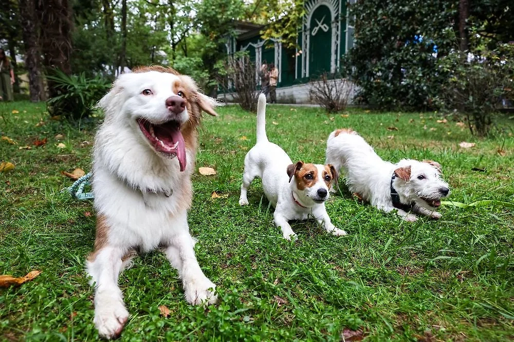 На фестивале «Собаки, друзья и человеки» можно взять питомца из приюта. Фото © ТАСС / Дмитрий Феоктистов