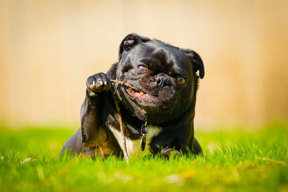 Чёрный мопс. Фото © Shutterstock / FOTODOM / V Leigh Photography