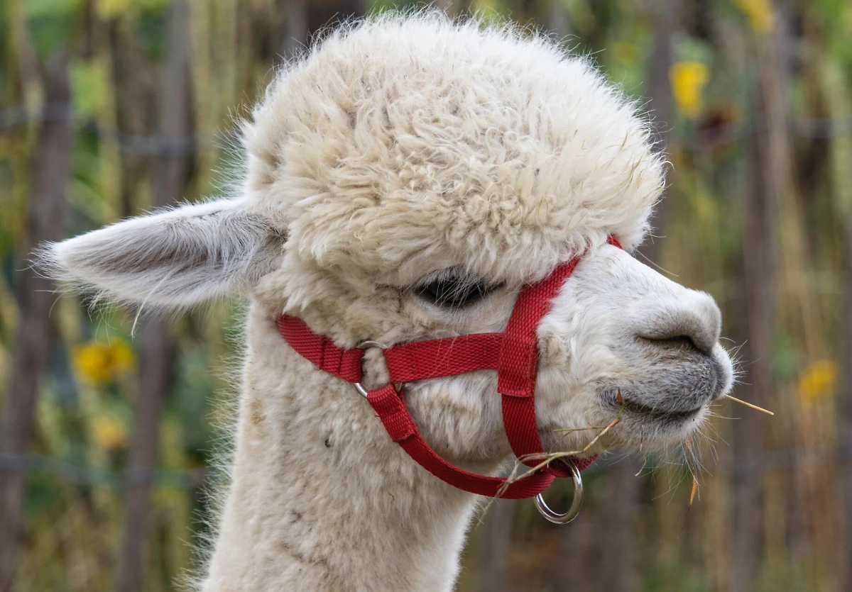 Обложка © freepik / wirestock