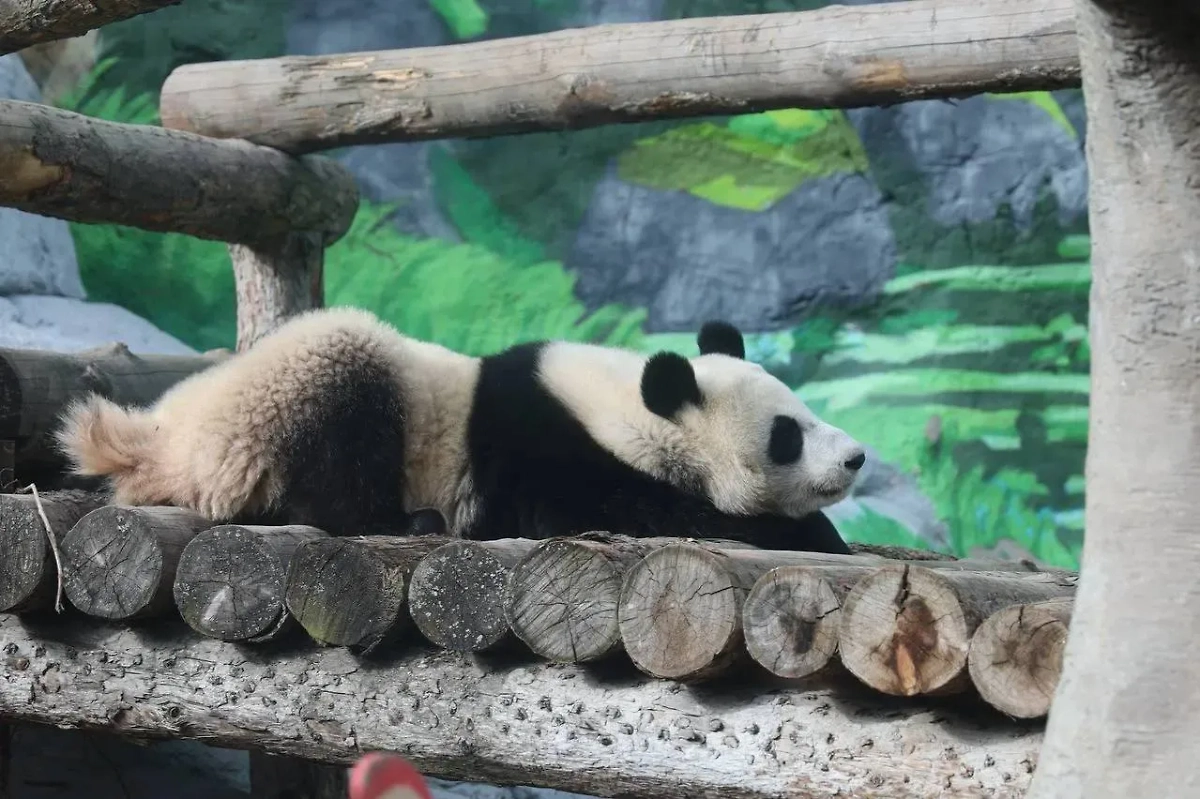 Обложка © Telegram / Московский зоопарк