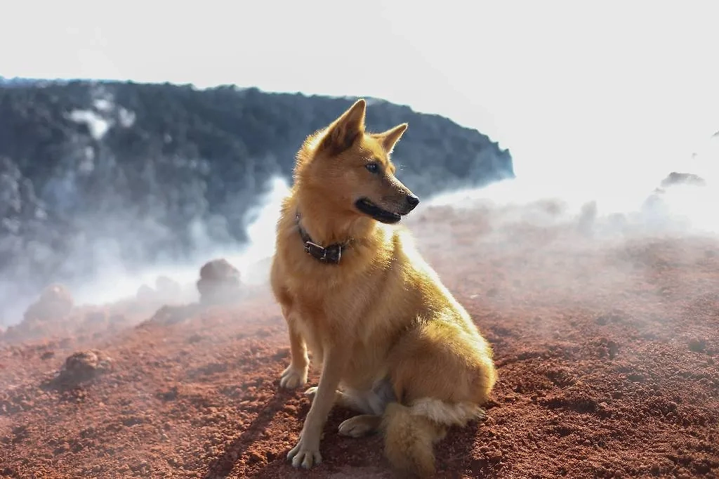 Камчатский край. Собака около кратера Авачинского вулкана. Обложка © Александра Погиба/NEWS.ru/TACC