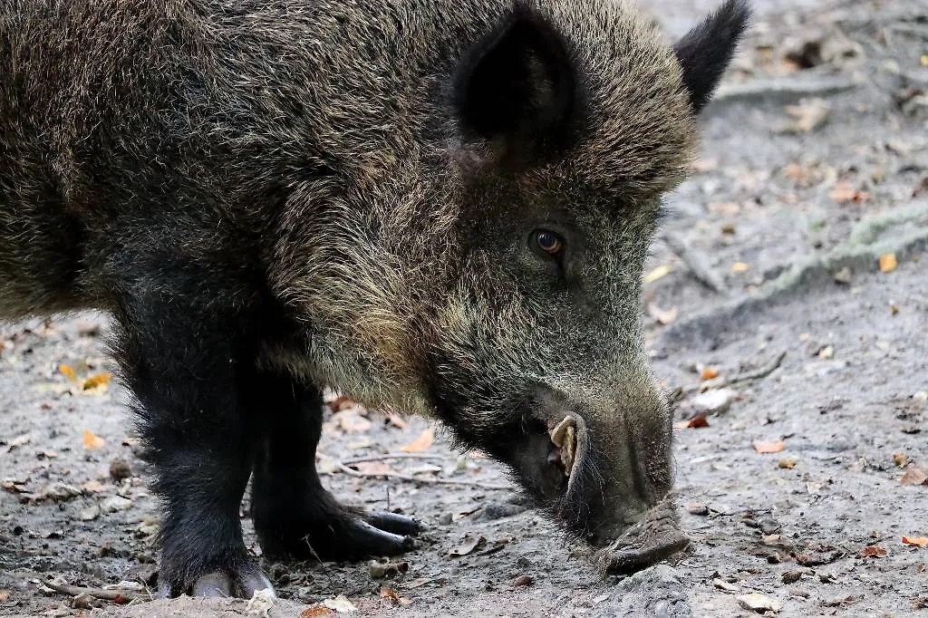 Обложка © Shutterstock / FOTODOM / Thomas_Martzel