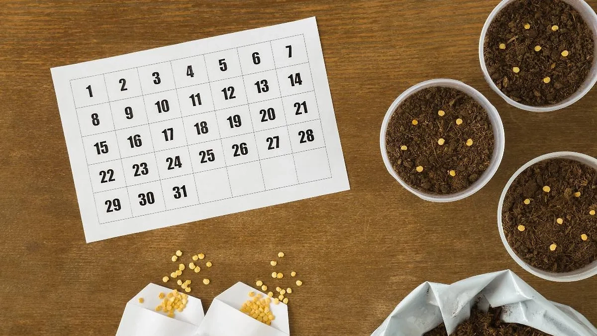 Лунно-посевной календарь садовода на август 2025 позволит подойти к сбору урожая с умом. Фото © Shutterstock / FOTODOM / FotoDuets