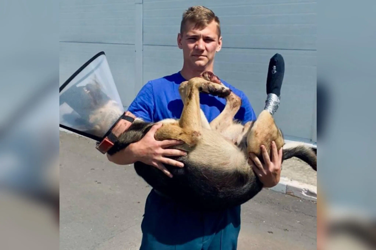 Спасатели оказали помощь раненому псу в Серпухове. Обложка © Telegram / ГКУ МО «Мособлпожспас»