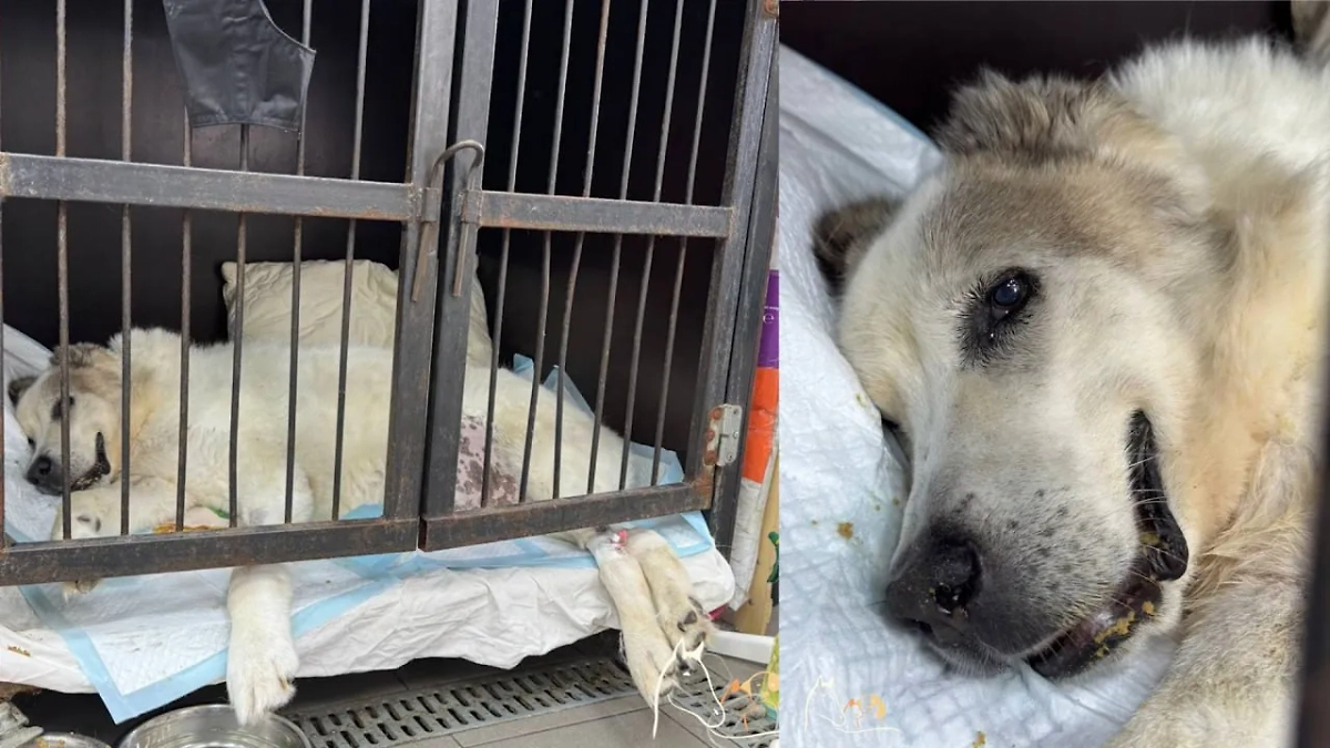 Знаменитый пёс-толстячок Кругетс перестал вставать и явно сильно заболел. Обложка © VK / Сострадание НН