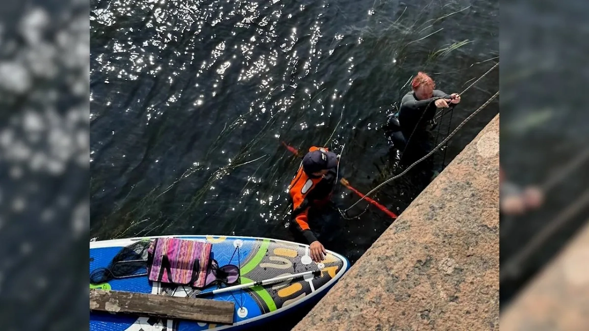 Обложка © VK / КОШКИСПАС. Спасение животных