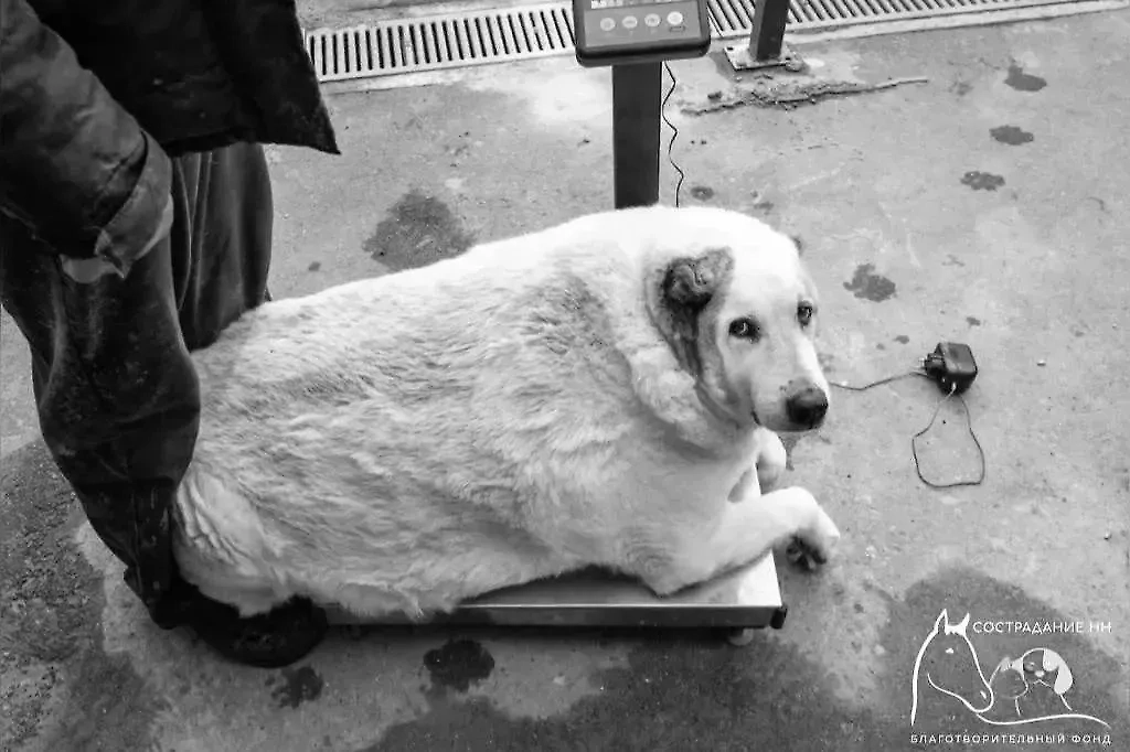 Пёс Кругетс — ещё когда он был толстячком. Фото © VK / Сострадание НН