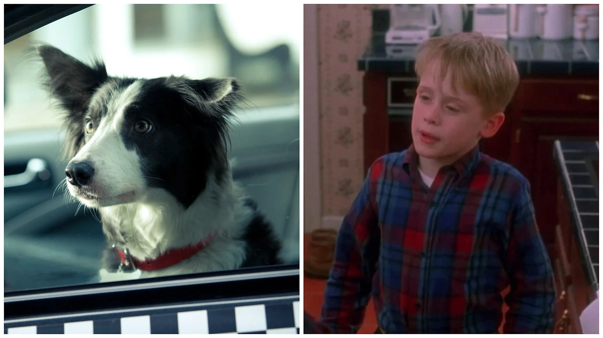 «Ёлки лохматые» (2015) и «Один дома» (1990): когда собаки играют Кевина. Фото © Кадр из фильма «Ёлки лохматые», режиссёр Максим Свешников, сценаристы Максим Свешников, Вадим Свешников / Kinopoisk, © Кадр из фильма «Один дома», режиссёр Крис Коламбус, сценарист Джон Хьюз / Kinopoisk