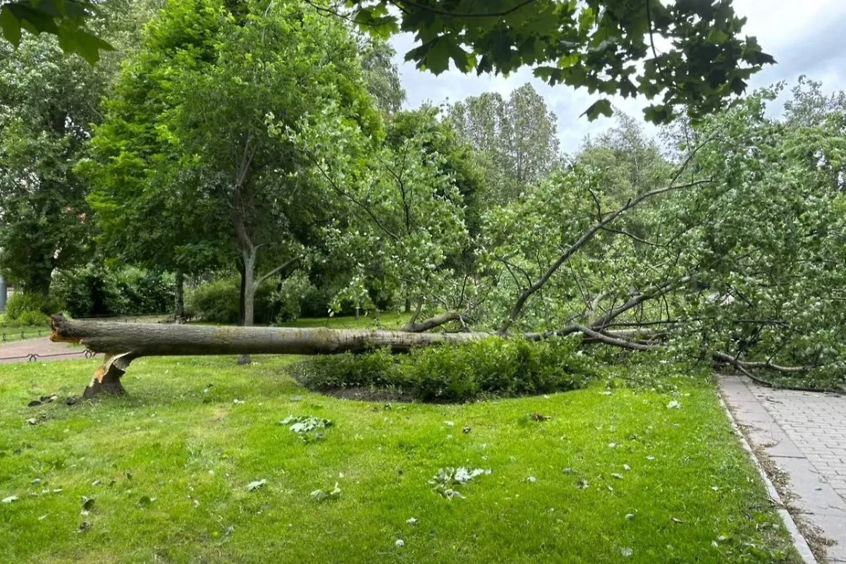 В Санкт-Петербурге сильный ветер снёс 137 деревьев в парках и садах. Обложка © Telegram / Комитет по благоустройству Санкт-Петербурга