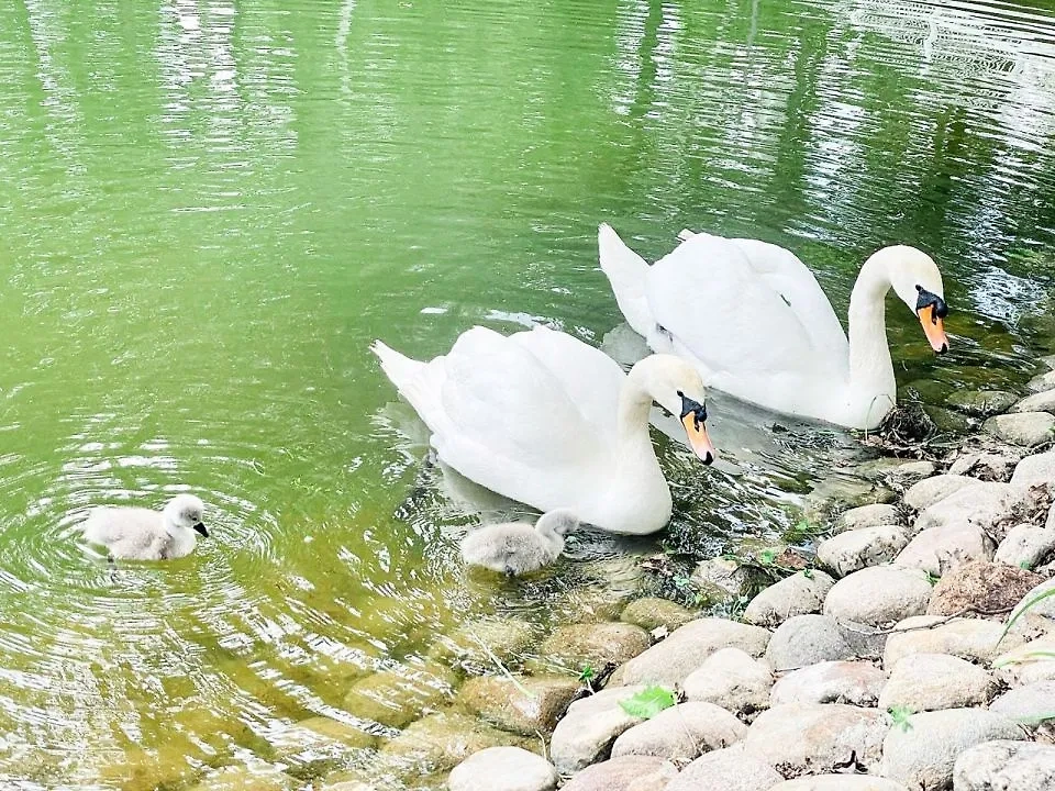 Птенцы лебедей-шипунов в Москве. Фото © Пресс-служба Департамента культуры города Москвы