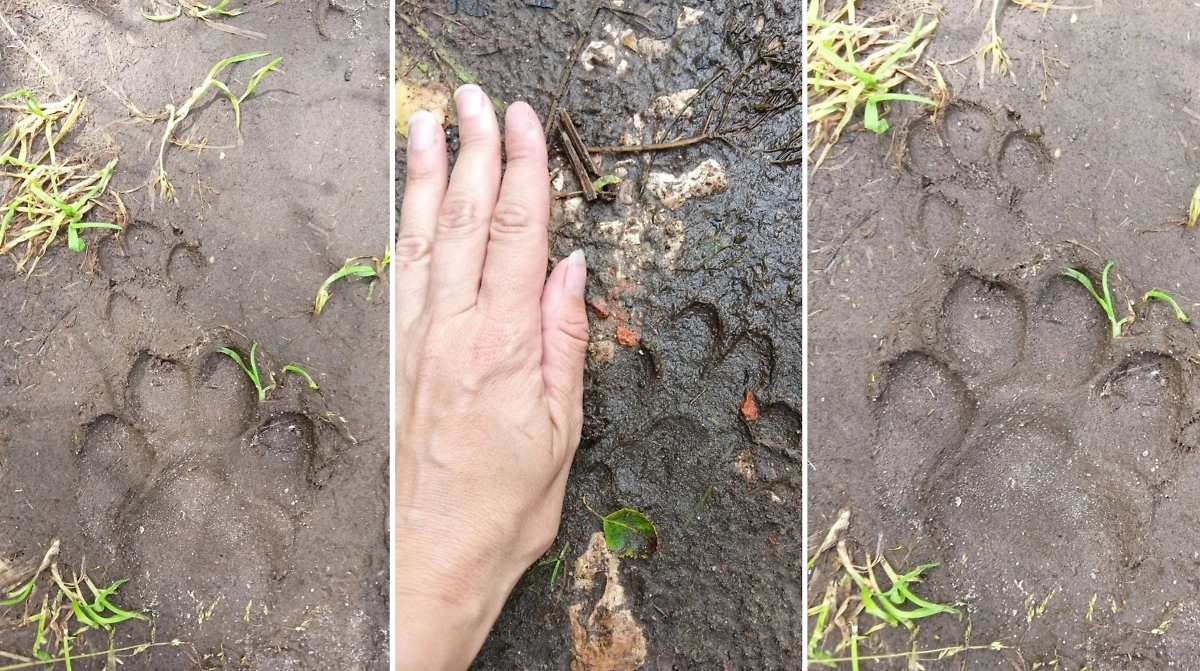 Следы Рыси. Фото © Типичная Шатура