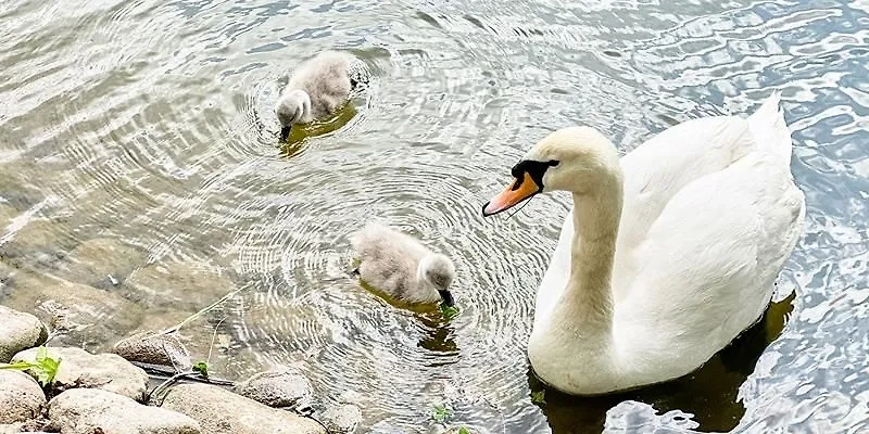 Птенцы лебедей-шипунов в Москве. Фото © Пресс-служба Департамента культуры города Москвы