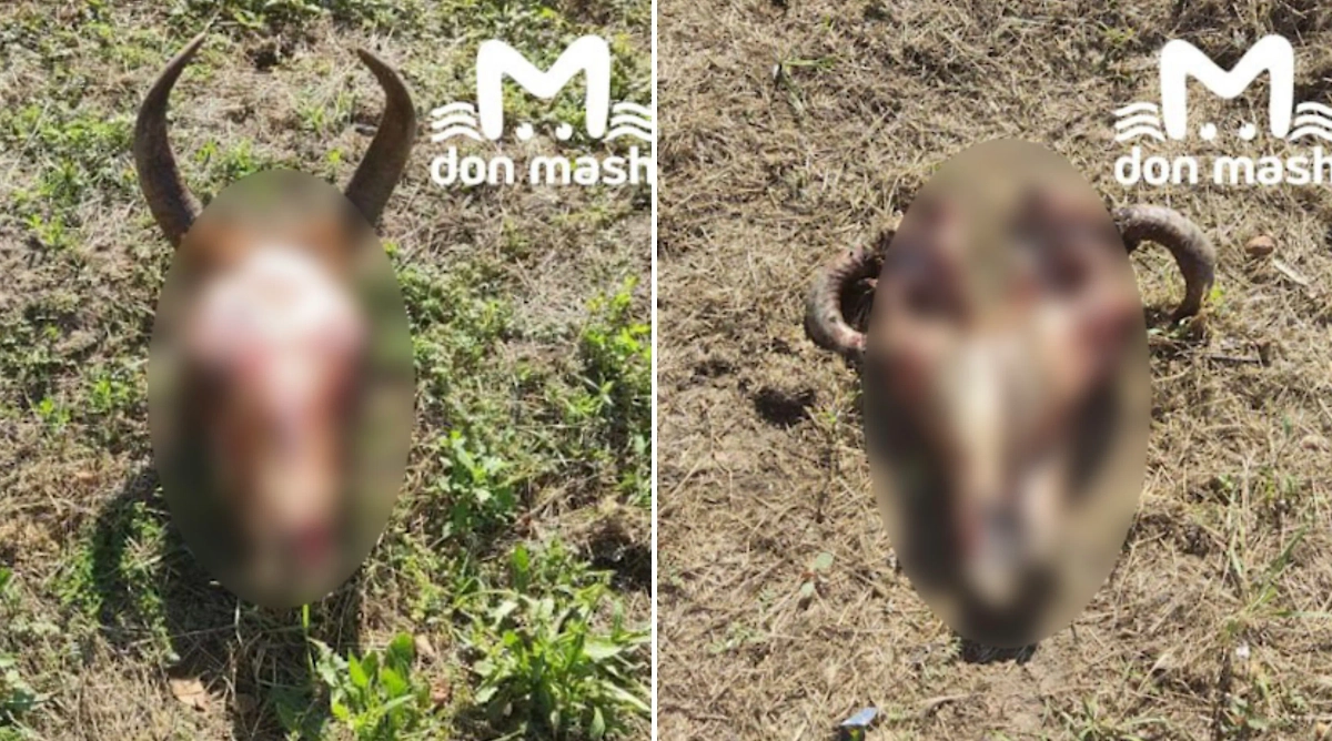 Черепа коров в Волгодонске. Фото © Telegram / Don Mash