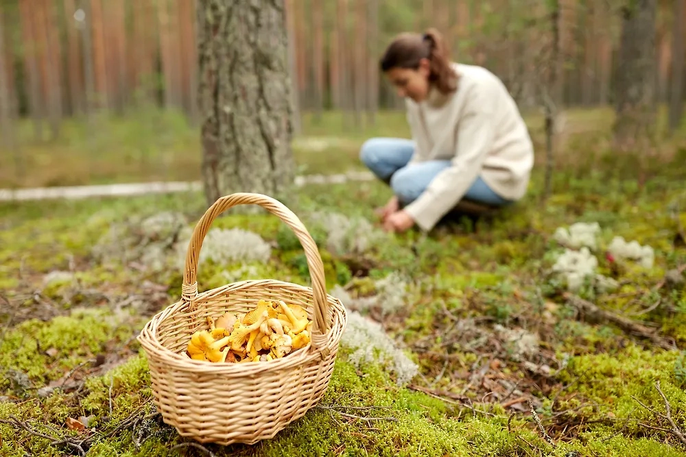 Некоторые граждане Евросоюза даже не догадываются, что грибы можно собирать и есть. Фото © Shutterstock / FOTODOM / Ground Picture