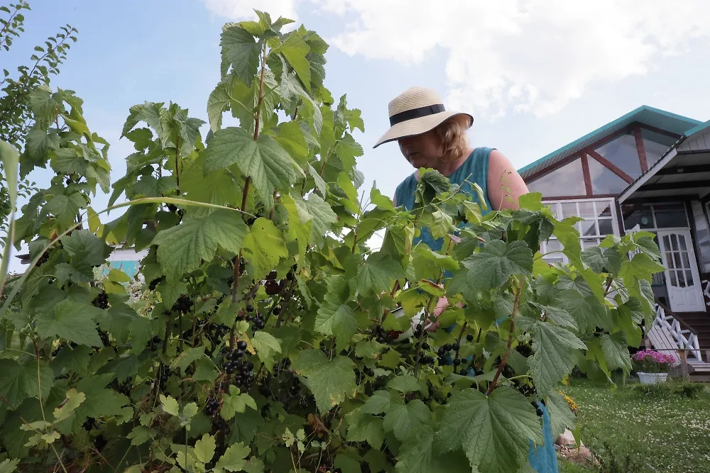 Малина, ежевика и прочие многолетние растения, популярные на российских дачах, — это магнит для иностранцев. Фото © РИА «Новости» / Виталий Белоусов