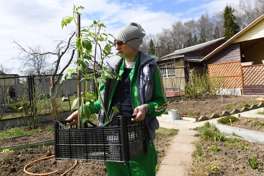 Часто иностранцы не понимают, зачем ухаживать за своим огородом, если можно купить в супермаркете чужие овощи. Фото © РИА «Новости» / Екатерина Чеснокова