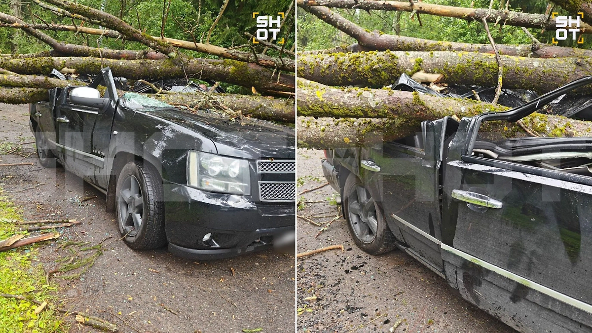 В Подмосковье дерево рухнуло на авто, в котором ехала 12-летняя девочка. Фото © SHOT