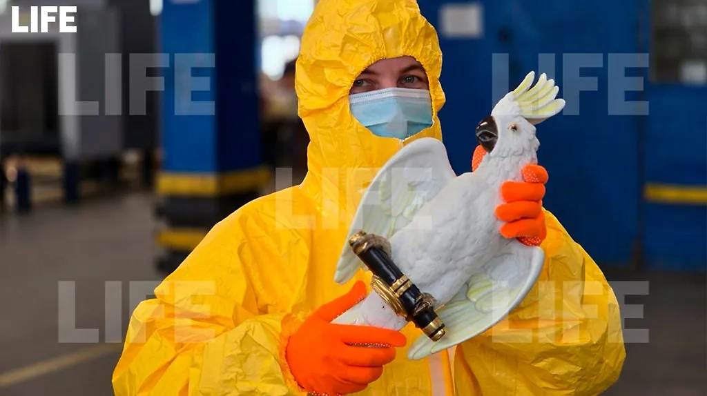 Обложка © ФТС/ Life.ru