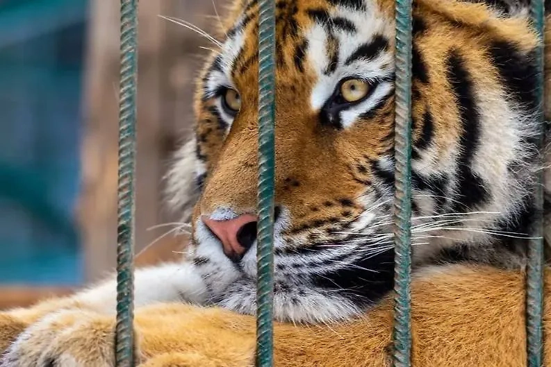 Обложка © Shutterstock / FOTODOM / Elina Litovkina